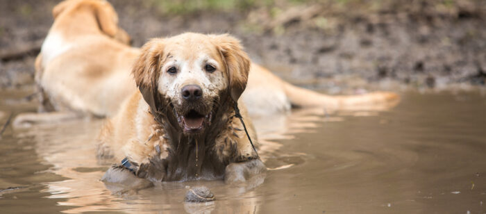 Dog Shower - Image 4