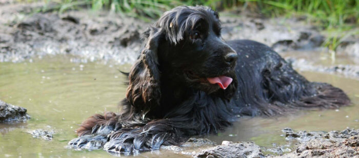 Dog Shower - Image 3